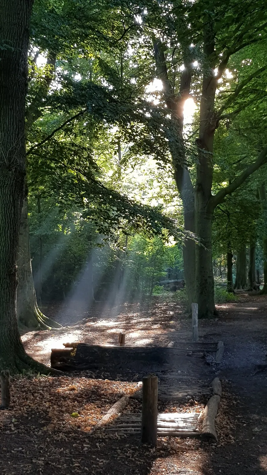 Wandelpad door het bos — wandelcoaching in de natuur bij Landgoed Schothorst, Amersfoort